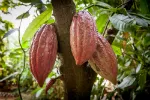 cacao ceremony